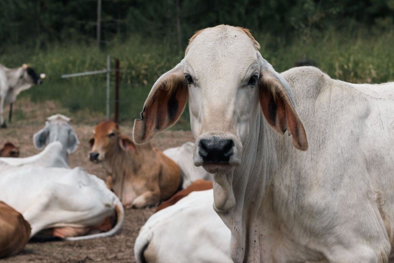 Hato Brahman gris descansando a la sombra junto al agua