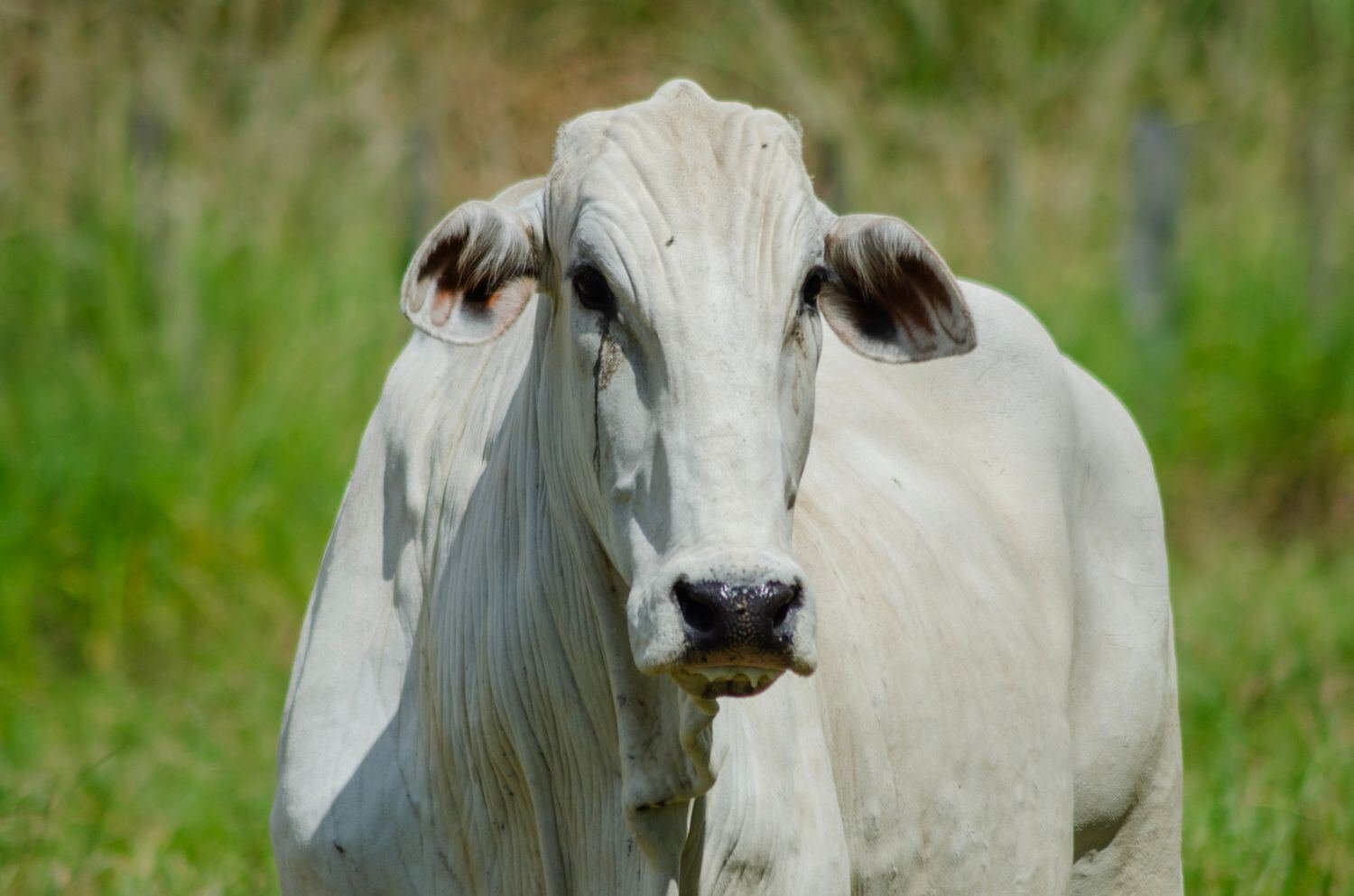 Tipo Brahman gris, como LR Centella 331.