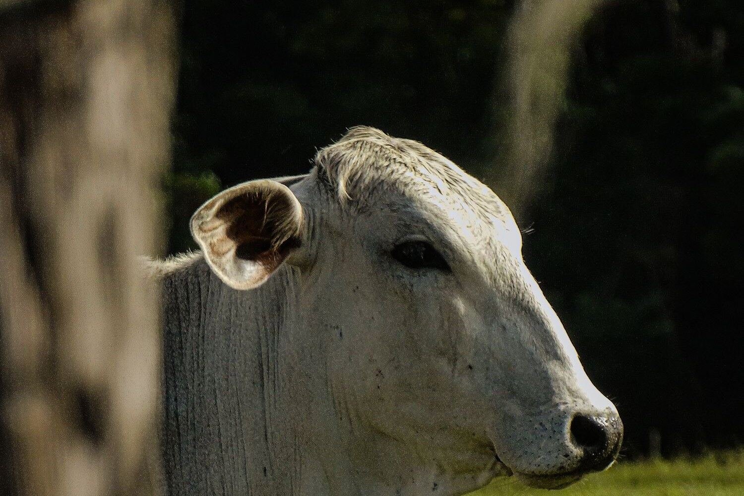 Toro Brahman gris de perfil