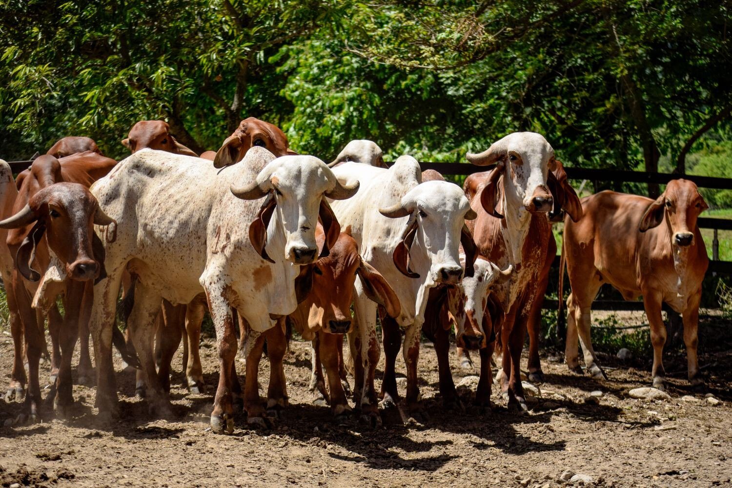 Ganado en los corrales de manejo antes del pesaje