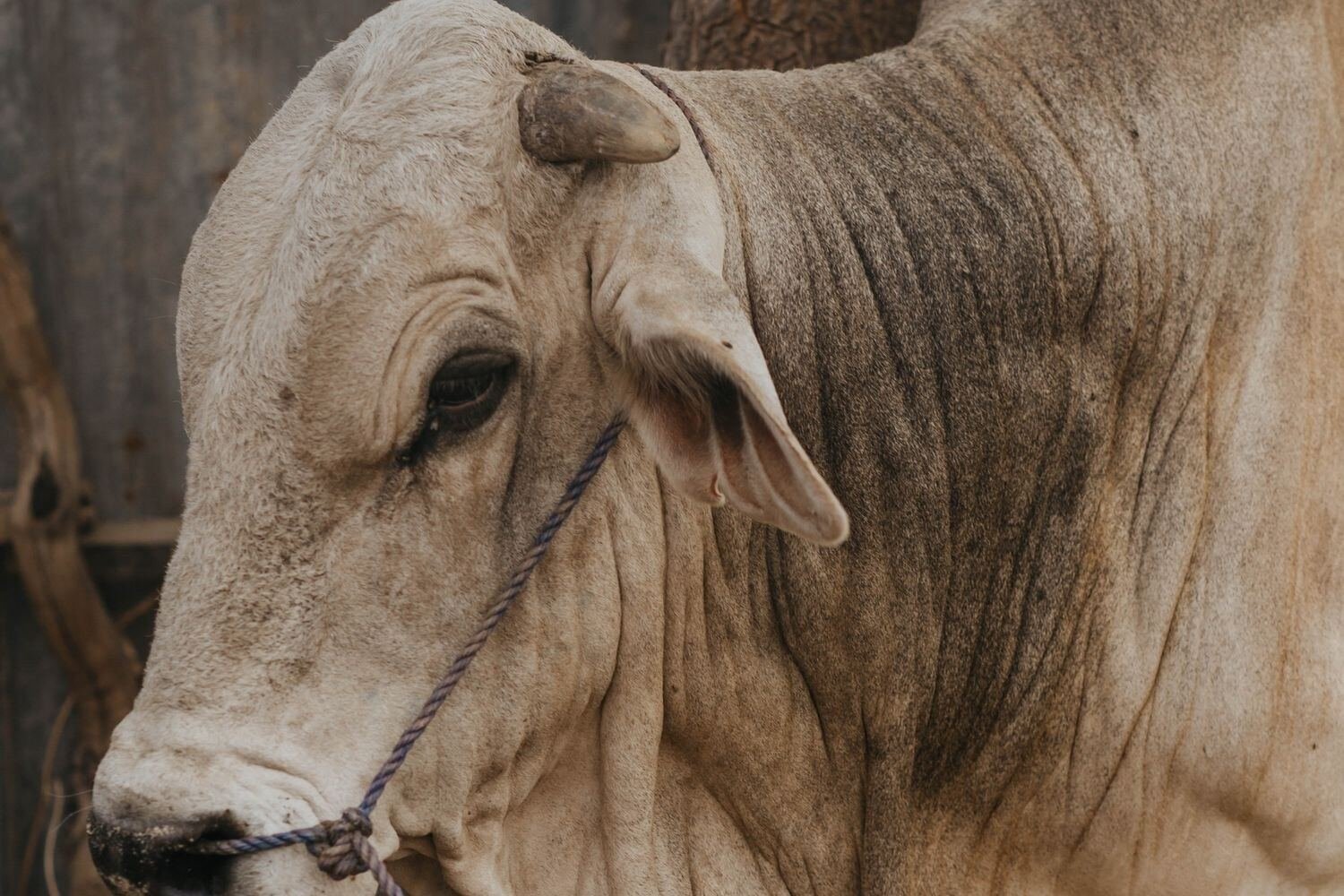 Toro con cabestro durante la doma