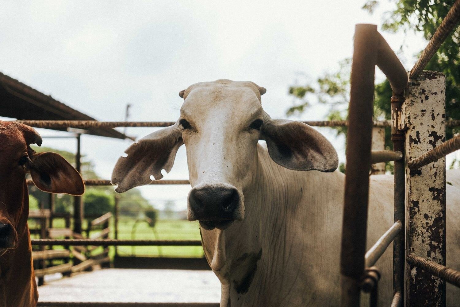 Vaca en la manga durante la evaluación