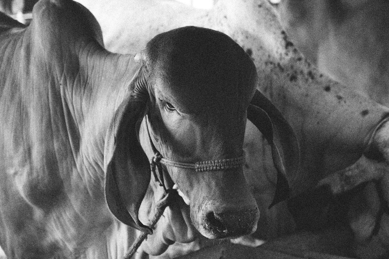 Fotografía de archivo en blanco y negro de ganado cebuino del rancho