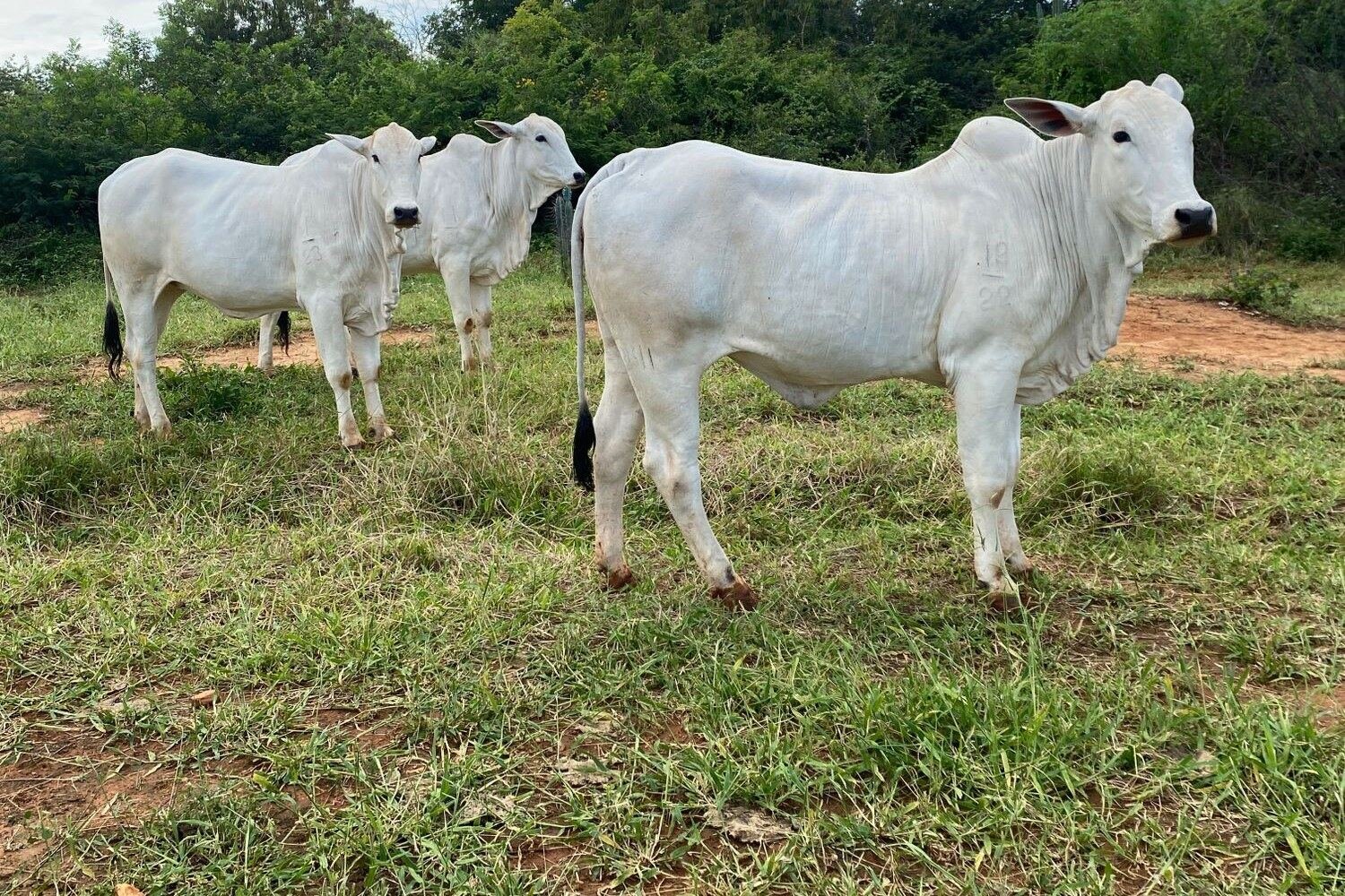 Pradera mejorada del rancho en temporada de lluvias