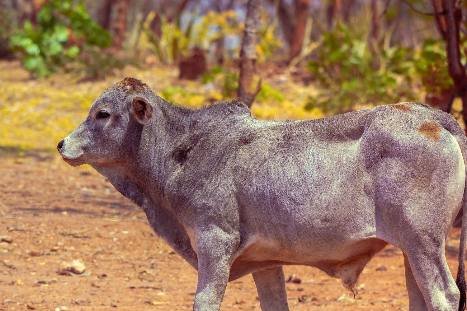 Torete Brahman gris en el centro de desarrollo de sementales.